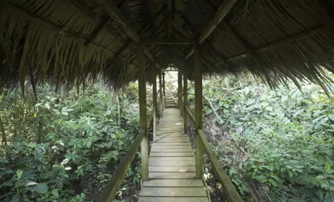Pathway through the jungle to the Huaorani Lodge
