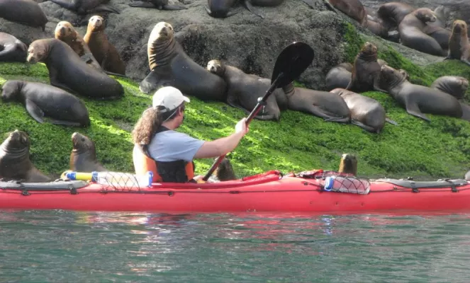 Kayaking by an island of sea lions