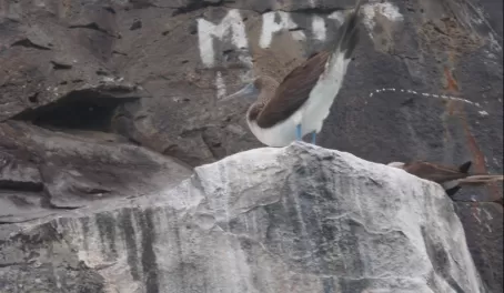 blue footed booby going to the bathroom