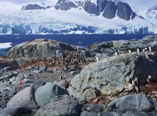 Penguin rookeries on the Antarctic peninsula