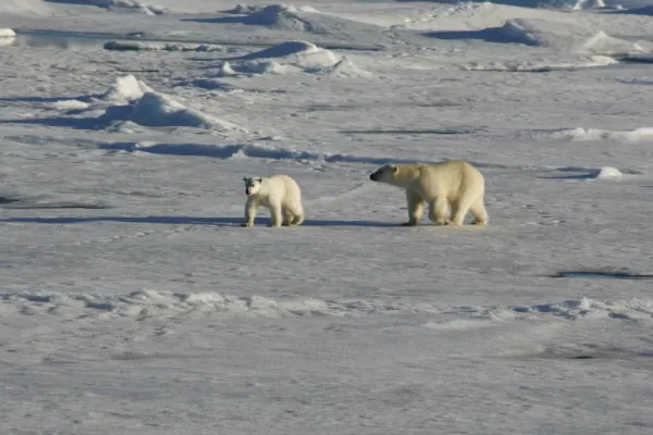 Keep your eyes out for Polar Bears on your Arctic voyage!