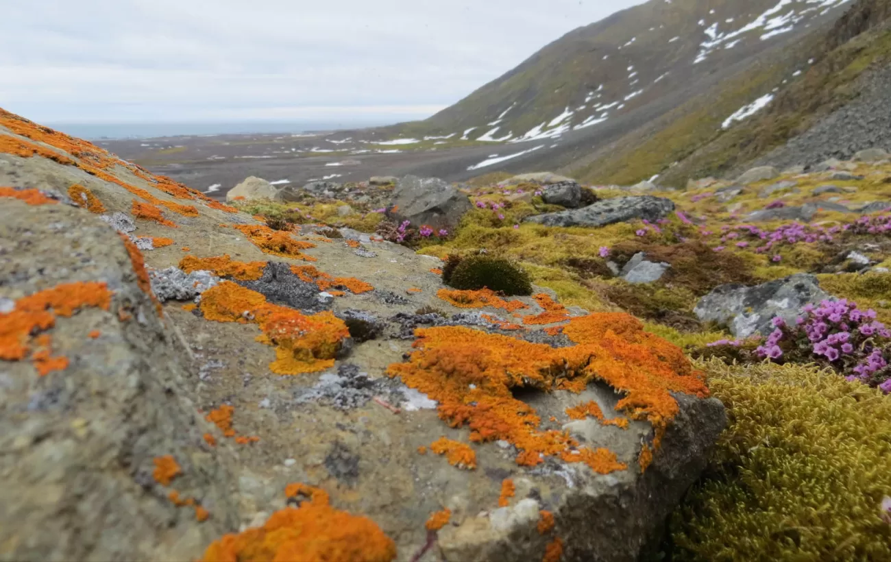 It may be sparse, but color comes to the Arctic too!