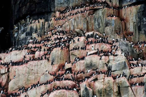 Alkefjellet on Spitsebgerg Islands provides the ideal roost for hundreds of Arctic birds