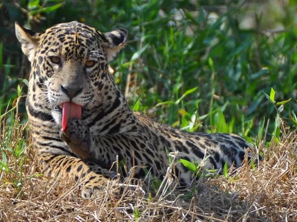 A jaguar licks its paw in the bush