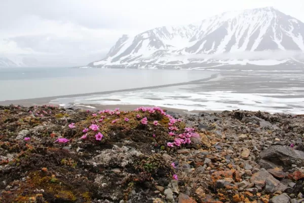 Bright wildflowers liven up the mountainous Arctic landscape