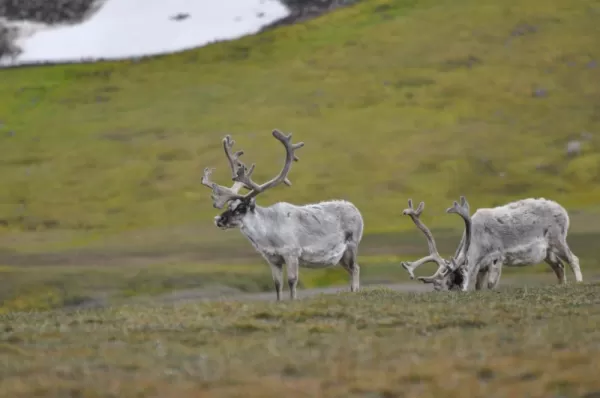 Keep your eye out for reindeer along your Arctic cruise