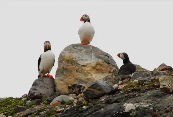 Puffins keep watch along the Arctic coast
