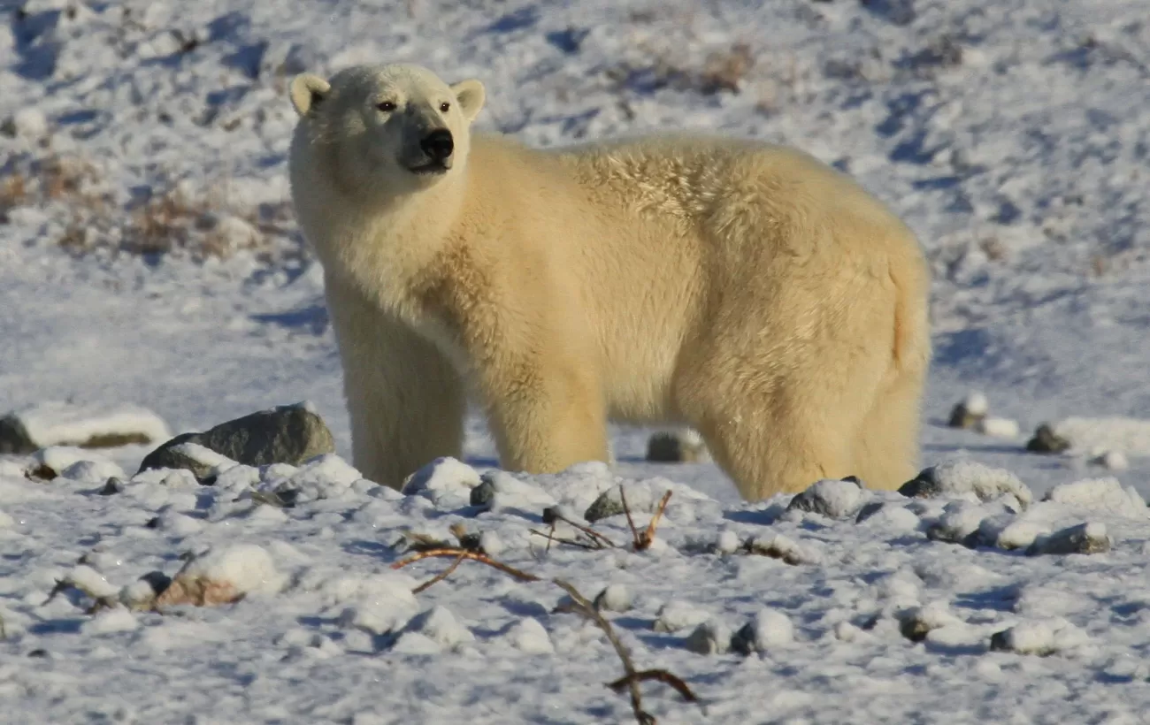 Polar bears keep watch over the Arctic landscape