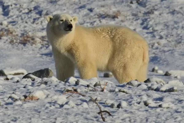 Polar bears keep watch over the Arctic landscape