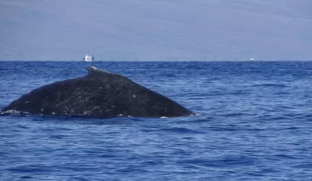 Catching sight of a humpback