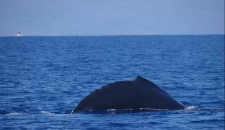 A whale breaks the surface of the water