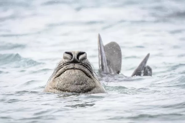 An elephant seal peeks out of the water around South Georgia