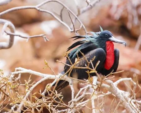 A male frigatebird rests in the trees of the Galapagos