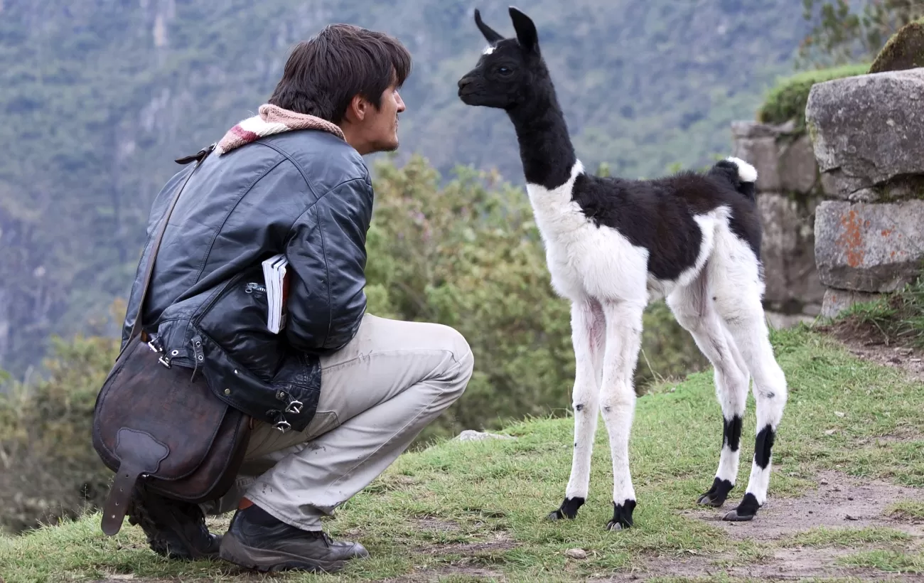A traveler greets a friendly llama on the slopes of Machu Picchu