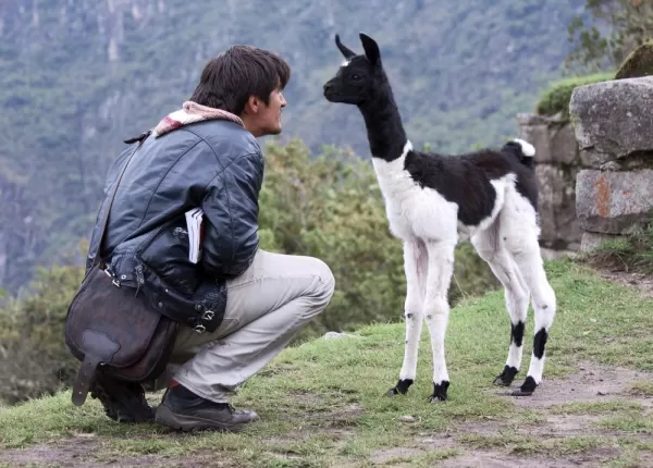 A traveler greets a friendly llama on the slopes of Machu Picchu