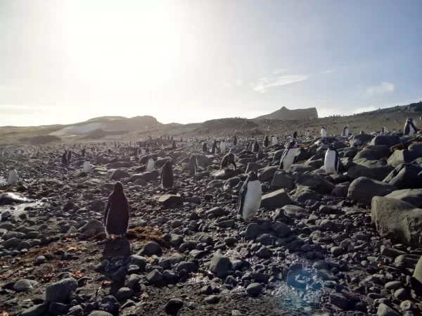 Antarctica: Hanging with the Penguins