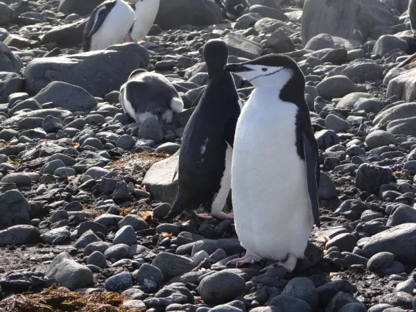 Barrientos Island: Chinstrap Penguins