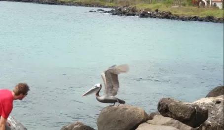 A pelicano! Jens got too close
