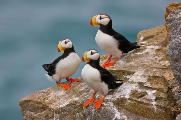 Horned Puffins along the Russiand Eastern coast