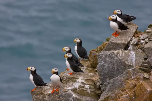 Horned Puffins look out onto the sea