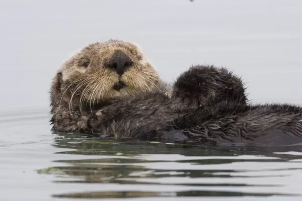 A Sea Otter swims on his back