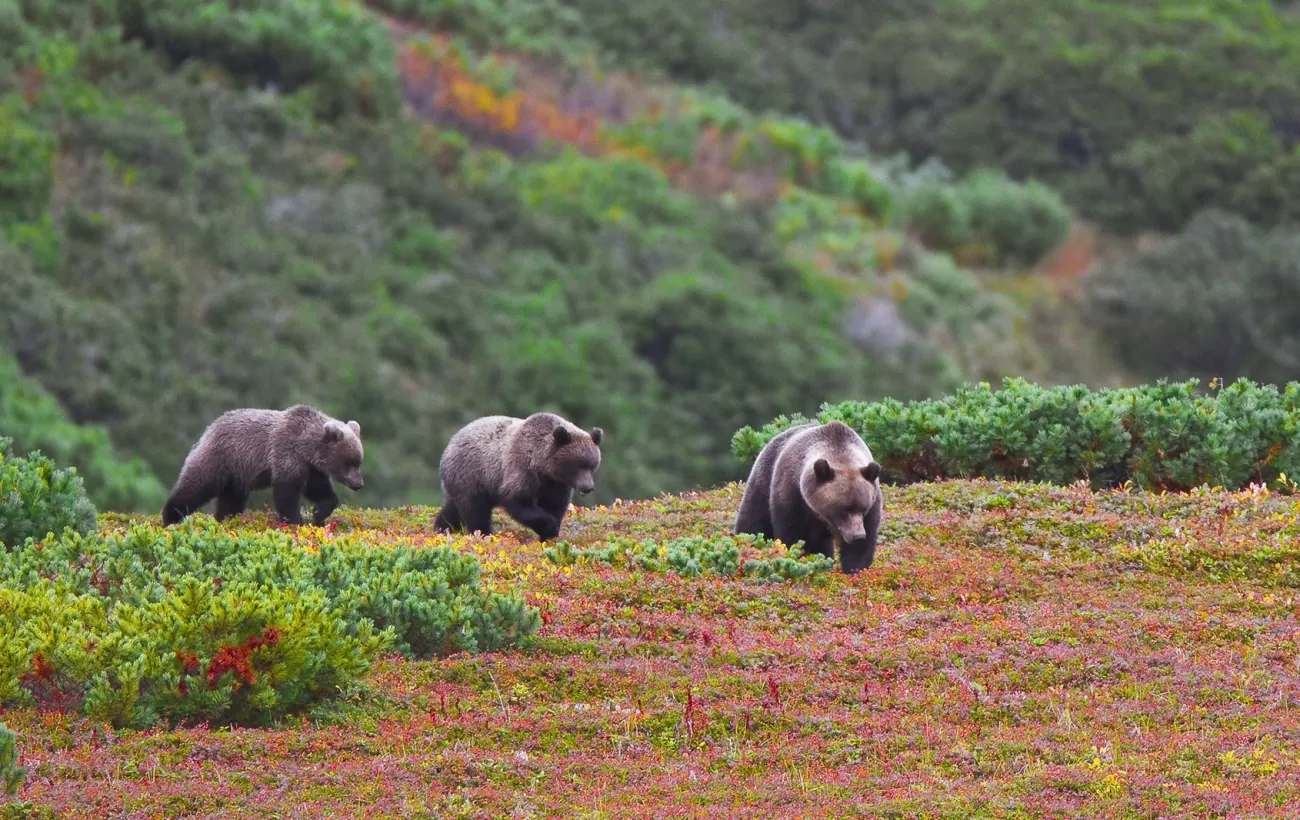 Kamchatka brown bears lumber by in the Russian Far East