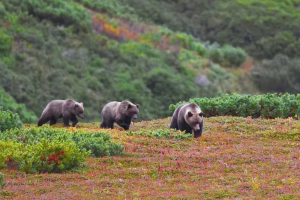 Kamchatka brown bears lumber by in the Russian Far East