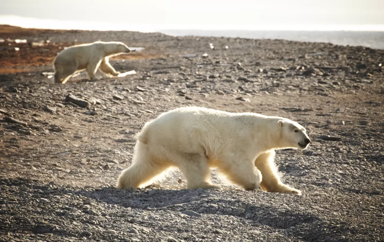 Polar Bears freely roam the Russian Far East