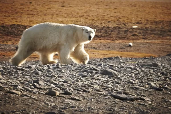 Polar bear on Wrangel Island