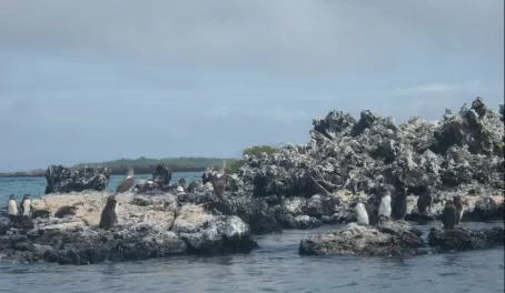 Galapagos penguins... look closely