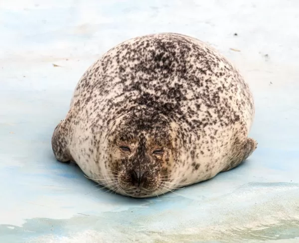Weddell seal taking a rest