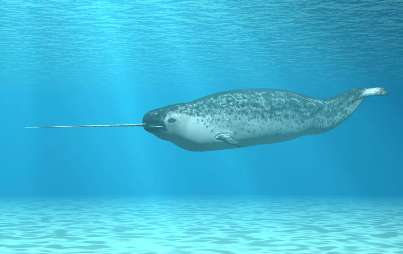 The elusive narwhal in the Arctic