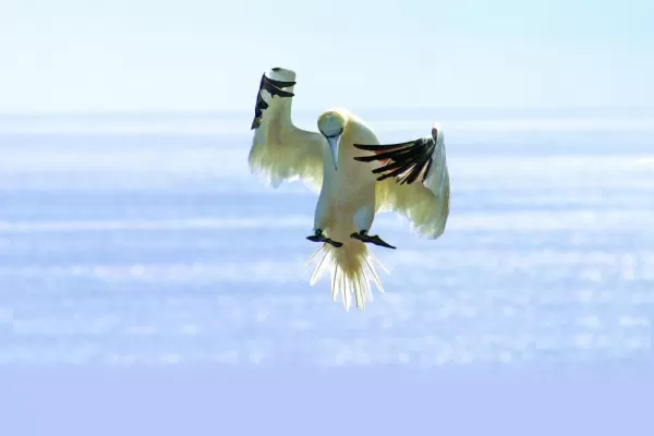 A Gannet making its landing
