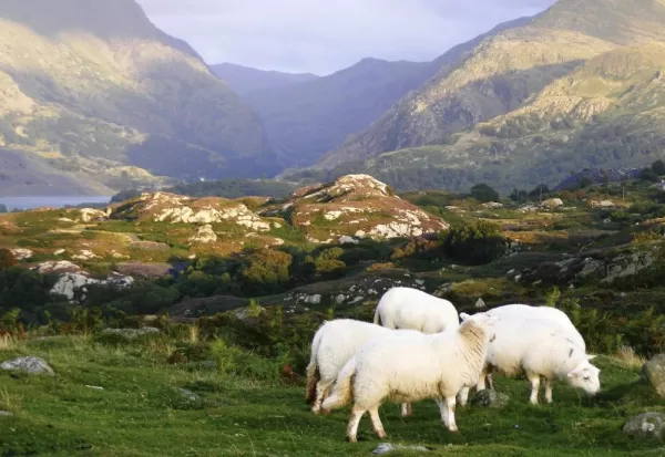 Snowdonia National Park sheep