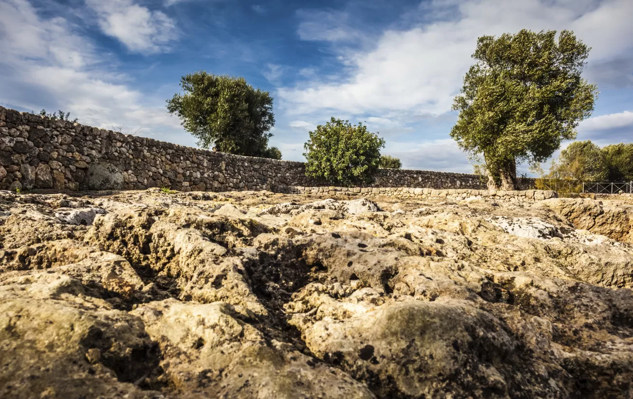 Olive trees line ancient stone walls