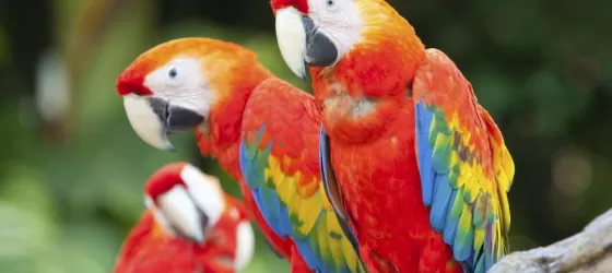 Macaws in the Amazon