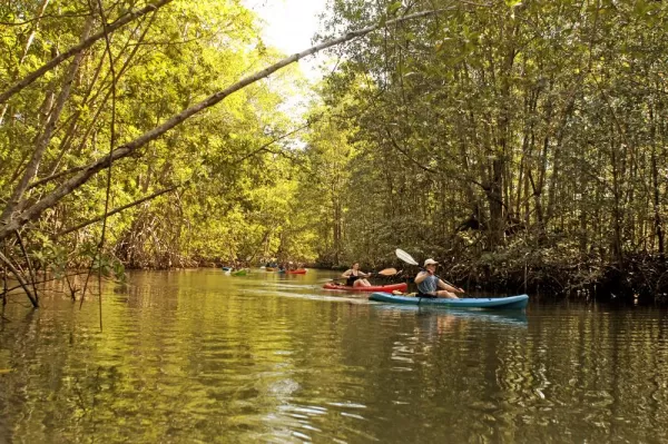 Mangrove Kayaking in Quepos - Iguanatours