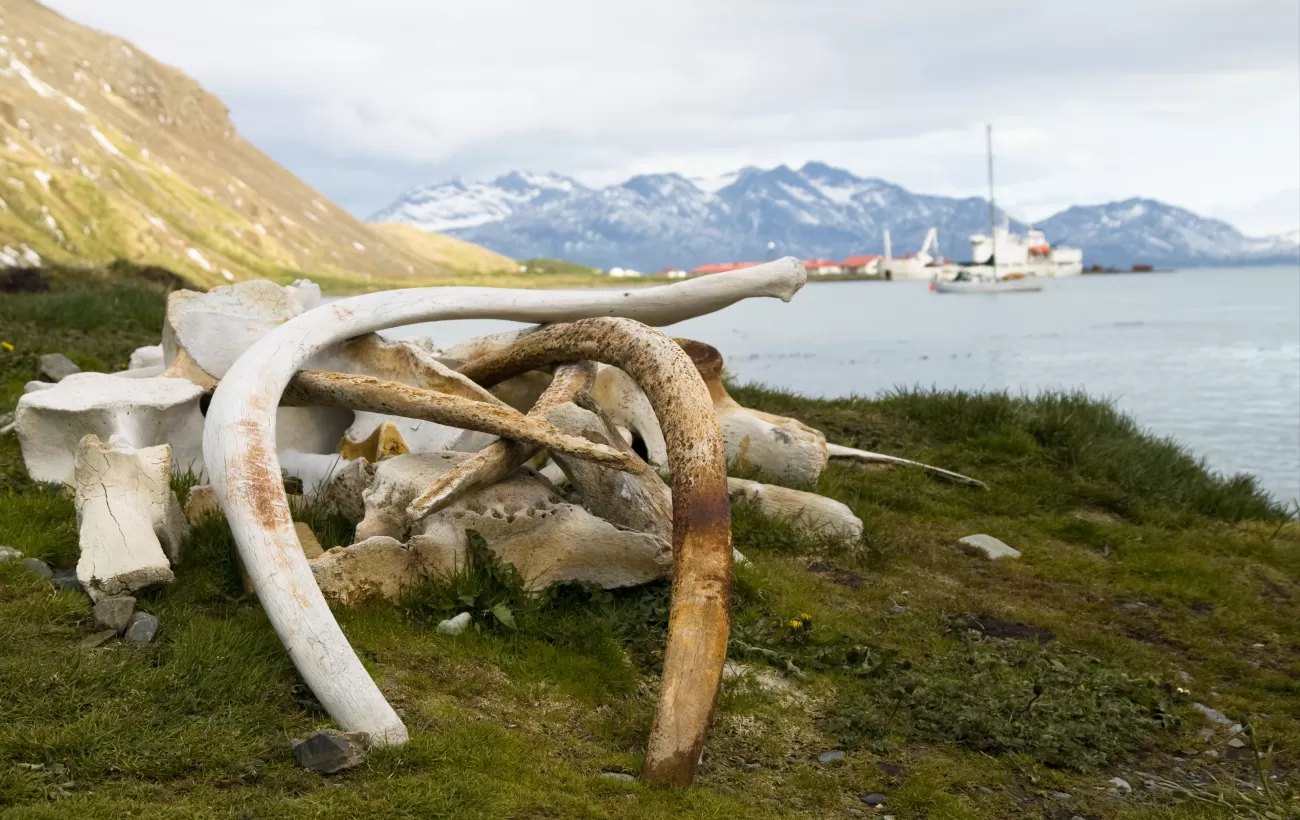 Whale bones at the Grytviken whaling station