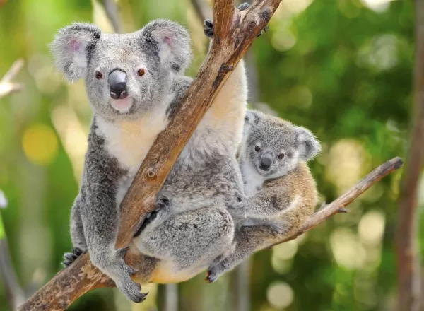 Australian koala bear with baby joey in eucalyptus tree