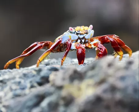 Crab on the rocks
