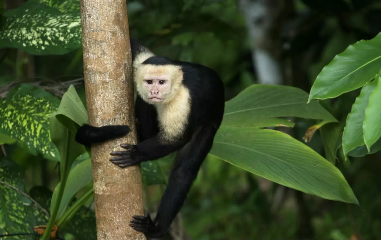 A monkey clings to the tree
