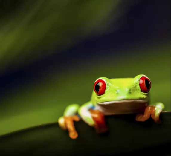 Red-eyed tree frog on leaf