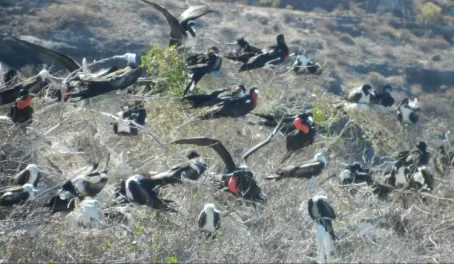 Frigate birds on Espiritu Island