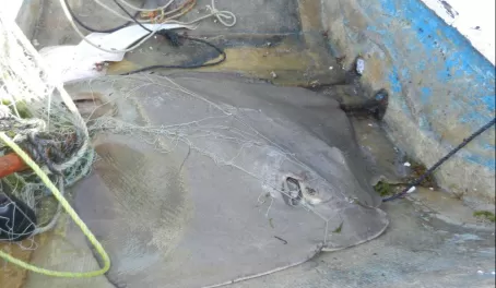 Giant stingray from the Sea of Cortez