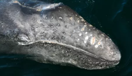 Baby whale in Magdalena Bay