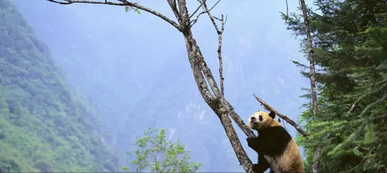 The iconic panda bear climbing a tree in the wild