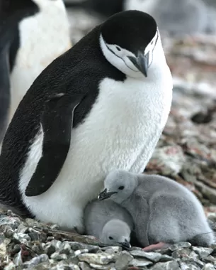 A small penguin family