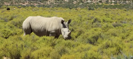 Rhino in Kruger National Park