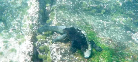 Marine Iguanna eating underwater!