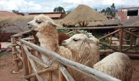 Llamas up close